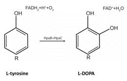 L-DOPA MICROBIOME THERAPY