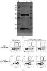 T CELL ANTIGEN RECEPTOR, MULTIMERIC COMPLEX THEREOF AND PREPARATION METHOD AND USE THEREOF