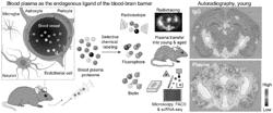 ENHANCING BLOOD-BRAIN BARRIER DRUG TRANSPORT BY TARGETING ENDOGENOUS REGULATORS