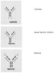 IL-10 MUTEINS AND FUSION PROTEINS THEREOF