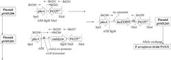 MULTIPLE HOST RANGE BACTERIOPHAGE WITH HYBRID TAIL FIBRES