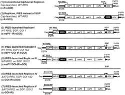 RNA Replicon for Versatile and Efficient Gene Expression