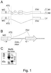 Gene expression system