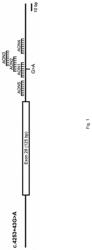 Antisense oligonucleotides rescue aberrant splicing of ABCA4