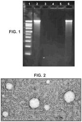 Immunisation of large mammals with low doses of RNA