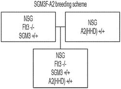 TRANSGENIC MOUSE MODEL EXPRESSING HUMAN HLA-A201 RESTRICTION GENE