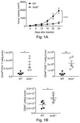 GUT MICROBIOTA AND TREATMENT OF CANCER