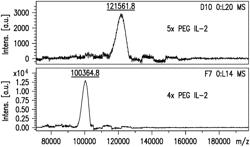 NOVEL PROCESSES FOR PREPARING CONJUGATES OF THE IL-2 PROTEIN