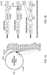 COMPOSITIONS AND METHODS FOR TREATMENT OF CYTOMEGALOVIRUS