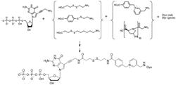 REAGENTS FOR LABELING BIOMOLECULES