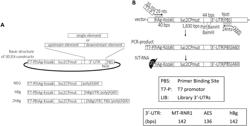 3'-UTR SEQUENCES FOR STABILIZATION OF RNA