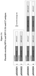 Vaccines for recurrent respiratory papillomatosis and methods of using the same