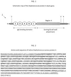 Compositions and methods for increasing the immunoglobulin binding capacities of immunoglobulin-binding polypeptides and oligopeptides