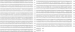 GENE THERAPY FOR COMBINED METHYLMALONIC ACIDEMIA/ACIDURIA AND HYPERHOMOCYSTEINEMIA/HOMOCYSTINURIA, COBALAMIN C TYPE, AND DEFICIENCY OF MMACHC