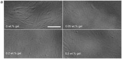 MINERAL HYDROGELS FROM INORGANIC SALTS