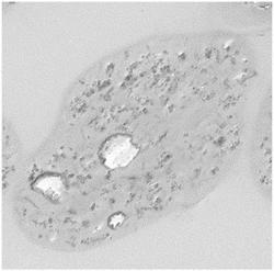 RESIN PARTICLES, METHOD OF PRODUCING RESIN PARTICLES, TONER, TONER STORAGE UNIT, AND IMAGE FORMING APPARATUS