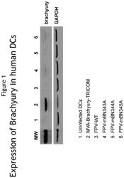 Cassette encoding a FPV/brachyury fusion protein