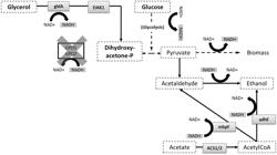 Glycerol and acetic acid converting yeast cells with improved acetic acid conversion