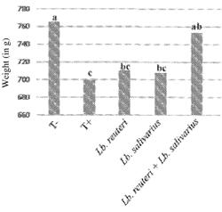 COMBINATION OF LACTOBACILLUS STRAINS AND USE THEREOF IN ANIMAL HEALTH