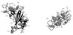 VACCINES AGAINST SARS-COV-2 AND OTHER CORONAVIRUSES