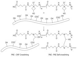 CELLULOSE MEMBRANE AND METHOD OF MANUFACTURING SAME