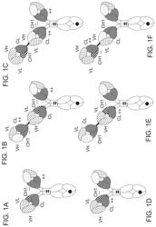 BISPECIFIC T CELL ACTIVATING ANTIGEN BINDING MOLECULES