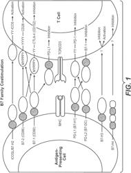 ANTI-PD-L1 ANTIBODIES, COMPOSITIONS AND ARTICLES OF MANUFACTURE