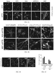 METHODS FOR ENGINEERING NON-NEURONAL CELLS INTO NEURONS AND USING NEWLY ENGINEERED NEURONS TO TREAT NEURODEGENERATIVE DISEASES