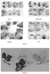 Soybean genetic transformation method using PMI as selectable gene