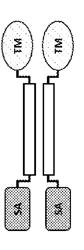 IMMUNOSTIMULATORY ADJUVANTS