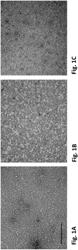 COMPOSITIONS, METHODS AND USES FOR THERMALLY STABLE HUMAN PAPILLOMAVIRUS FORMULATIONS