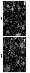 3D NEURONAL TISSUE GRAFTS USING ULTRASHORT SELF-ASSEMBLING PEPTIDE SCAFOLDS