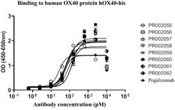 OX40-TARGETED ANTIBODY, AND PREPARATION METHOD THEREFOR AND APPLICATION THEREOF