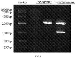 Applications of genetically engineered bacteria VNP20009-M in preparation of drugs for preventing and treating lung cancer