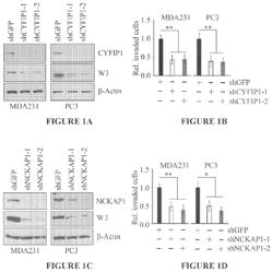 Disruption of the WAVE3 protein complex for suppression of invasion and metastasis