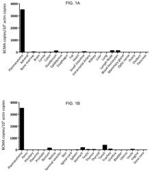 Chimeric antigen receptors targeting B-cell maturation antigen