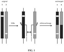 Repairing compound heterozygous recessive mutations by allele exchange