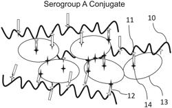 NEISSERIA MENINGITIDIS VACCINE