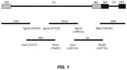 Modified Marek's Disease Virus, and Vaccines Made Therefrom