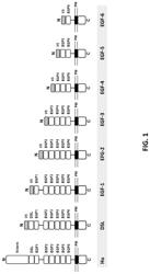 ANTIBODY CONSTRUCTS FOR DLL3 AND CD3