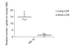 INTEGRATION OF LARGE ADENOVIRUS PAYLOADS