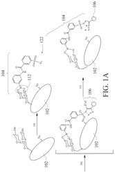 Method of sugar-guided modifying glycosylated polypeptide and application of the same