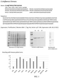 Chimeric immunogenic polypeptides