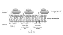 INCREASING PRODUCTIVITY OF E. COLI HOST CELLS THAT FUNCTIONALLY EXPRESS P450 ENZYMES