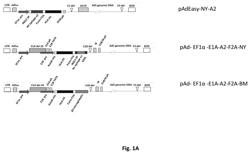 Therapeutic compositions and applications that comprise nucleic acids and adoptively transferred immune cell