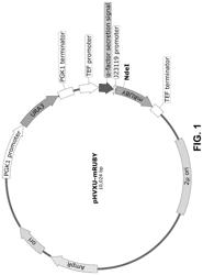 Microorganisms and methods for reducing bacterial contamination