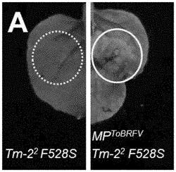 TOBAMOVIRUS-RESISTANT TOMATO PLANTS