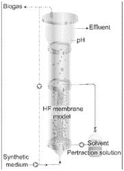 FLUIDIZED CHAIN ELONGATION MEMBRANE BIOREACTOR FOR PRODUCTION AND RECOVERY OF CARBOXYLATES FROM ORGANIC BIOMASS