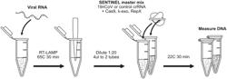 NUCLEIC ACID DETECTION USING A NUCLEASE ACTUATOR