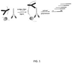 Multiplex Isotype-Specific Antibody Detection